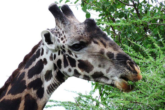 Tanzania Safari - The Great Migration in the North of the Serengeti and Lake Natron - Day 7: Tarangire’s baobabs and large elephant herds