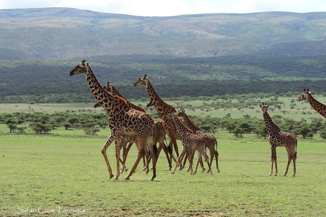 Tanzania safari with guide in Italian, the great Migration of the Serengeti - Ngorongoro Crater: a natural amphitheater packed with wildlife