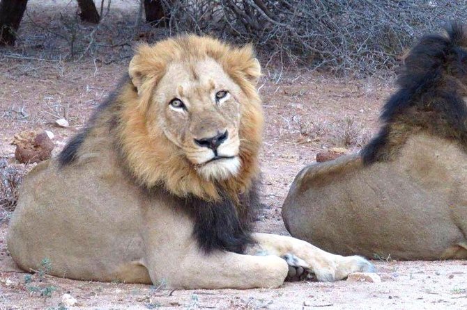 Tanzania safari with guide in Italian, the great Migration of the Serengeti - The final game drive and return to Arusha