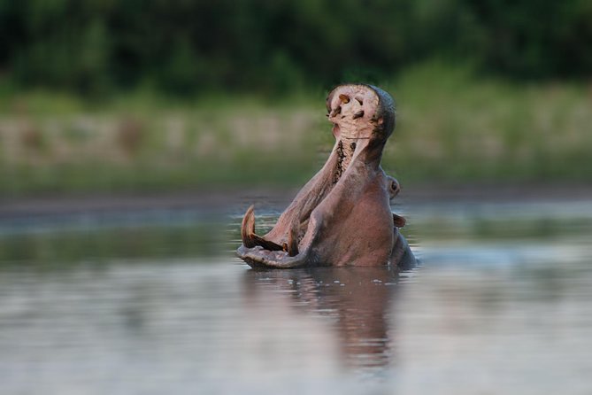 Tanzania Simba Safari - 5 Days - Day three: the trip’s best wildlife day