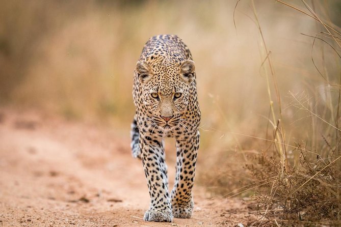 Tanzania Simba Safari - 5 Days - Comfort, food, and the private vehicle