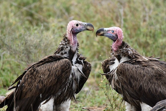Tanzania Wildlife Cultural Safari from Arusha. - Day 3: Lake Manyara’s forest, lake, and tree-climbing lions