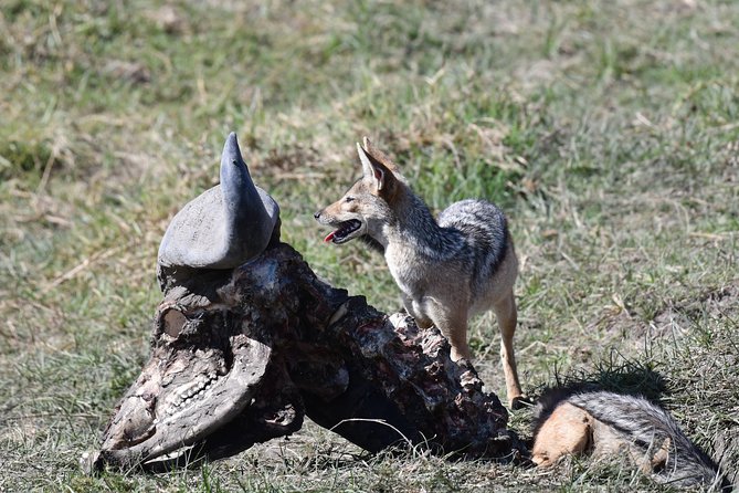 Tanzania Wildlife Cultural Safari from Arusha. - Days 6 to 8: The Serengeti gets the time it deserves