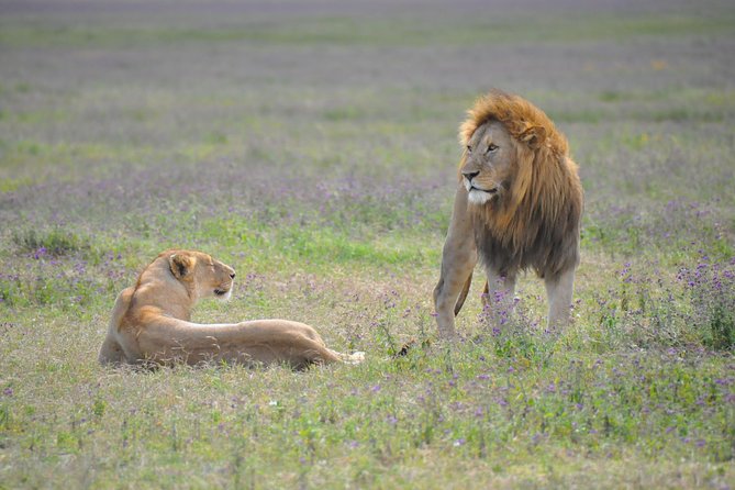 Tanzania Wildlife Encounters - 6 Days - Accommodation, food, and what the price covers