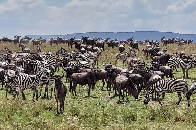 Tanzania Wildlife Safari Budget Camping - Day two: birds, lake views, and Manyara’s open plains