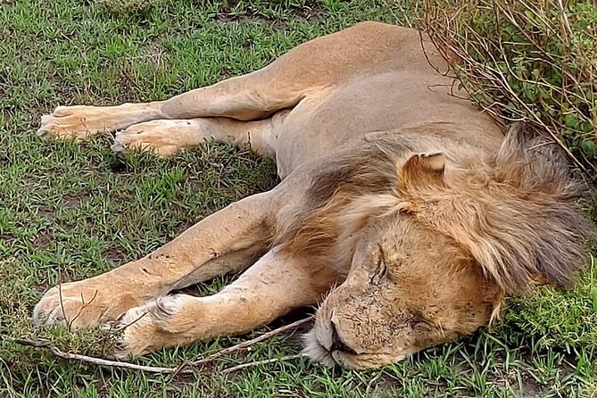 Tanzania Wildlife Safari Budget Camping - What camping is really like on this safari