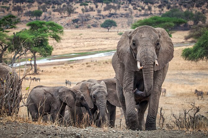 Tarangire Budget Full Day Tour from Arusha - What the Tarangire drive is really like