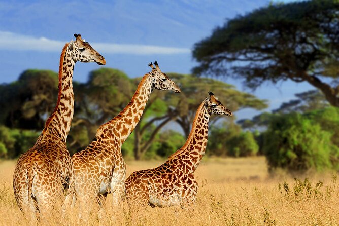 Tarangire Budget Full Day Tour from Arusha - Is $330 per person a fair price?