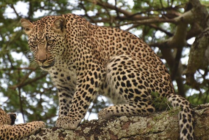 Tarangire National Park Day Trip - Elephants, lions, giraffes, and the smaller details