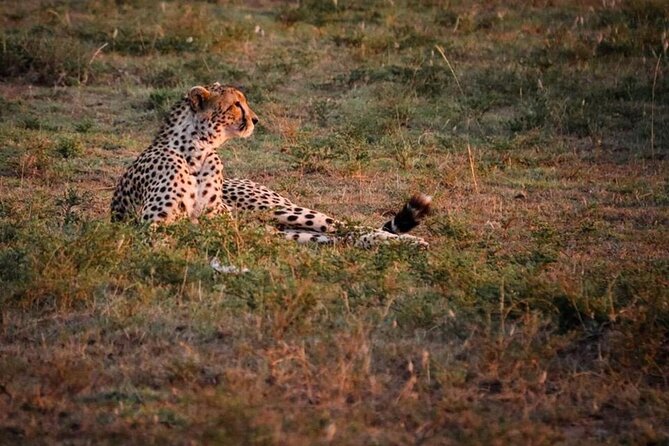Tarangire National Park Day Trip - What the guide adds to the day