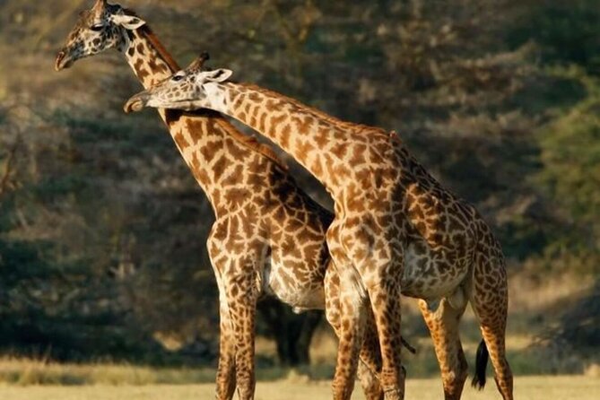 Tarangire National Park Day Trip - The road to Tarangire and its hunting-safari past