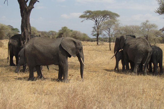 Tarangire National Park: Guided Day Tour from Arusha - Why Tarangire works so well as a one-day safari