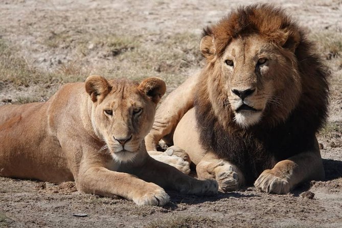 Tarangire National Park: Guided Day Tour from Arusha - Is $220 good value?