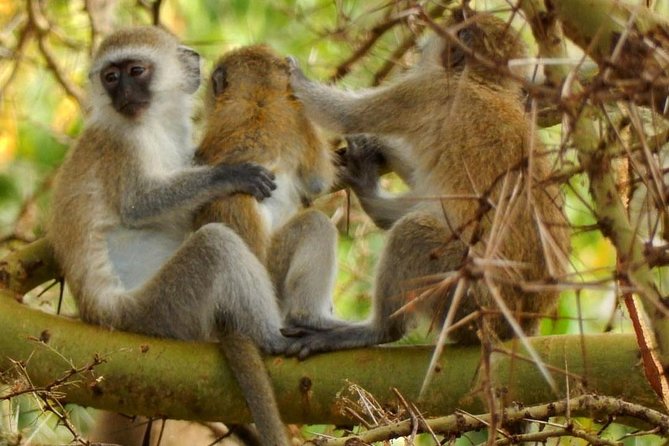 tarangire & ngorongoro 2 days tour - How this safari compares with a longer itinerary
