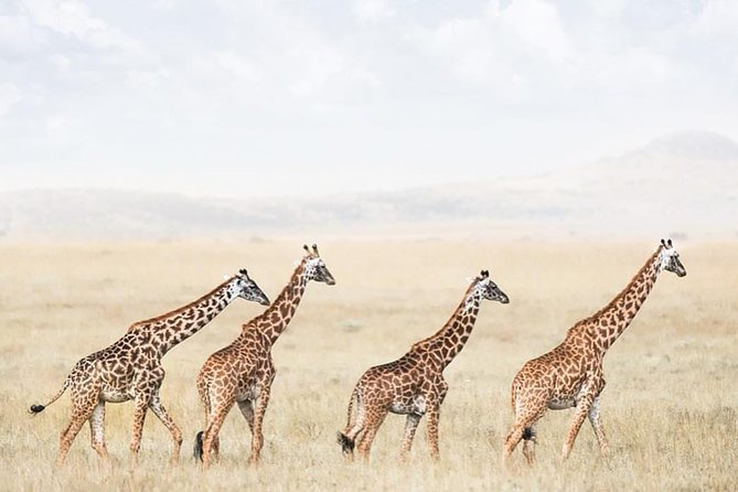 tarangire & ngorongoro 2 days tour - Day 2: the Ngorongoro viewpoint and crater floor