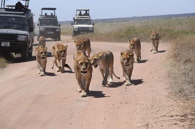 tarangire, ngorongoro & lake manyara park 3 days private tour - What this three-day safari is really like