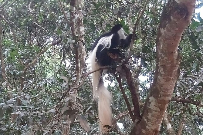 The Amaizing Private Day Trip to the lovely Arusha National Park - A Two-Hour Walk With an Armed Park Ranger