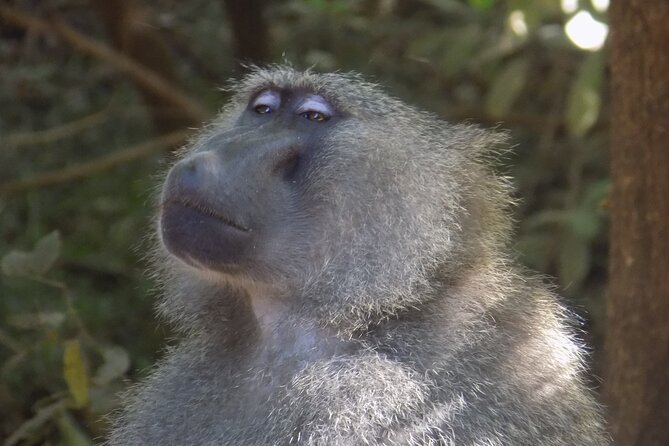 The Amaizing Private Day Trip to the lovely Arusha National Park - Forest, Colobus Monkeys, and the Arusha Park Character