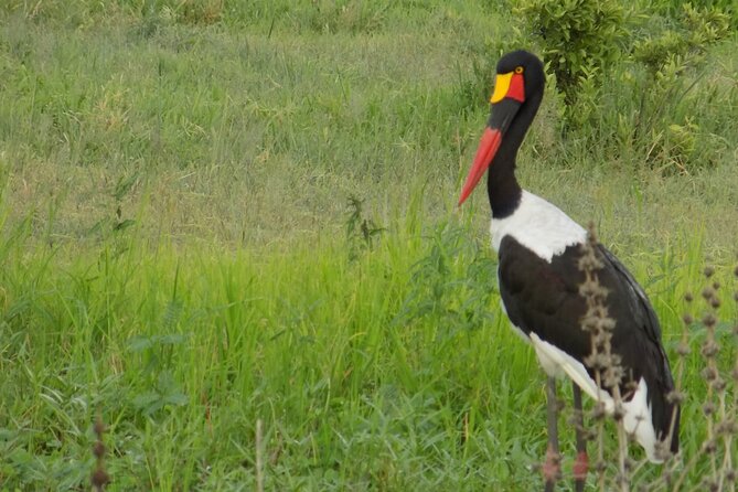 The Amaizing Private Day Trip to the lovely Arusha National Park - Mount Meru Views and the Role of Weather