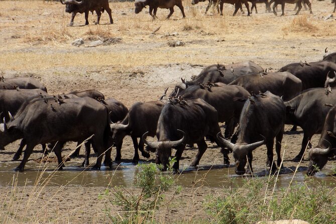 The Amaizing Private Day Trip to the lovely Arusha National Park - Who Should Book This Arusha Day Safari?