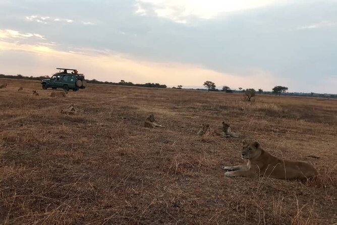 The Best 3Days Start from Mwanza to Serengeti' through Viator - A three-day safari with a serious amount of driving