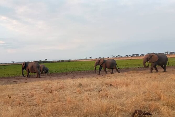 The Best 3Days Start from Mwanza to Serengeti' through Viator - Who will enjoy this safari most?
