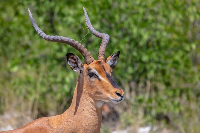 The Best 4 Days 3-Night Tanzania Private Luxury Big-5 Safari Tour - Day 4: Descending Into Ngorongoro Crater