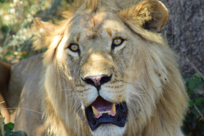 The Best 4 Days 3-Night Tanzania Private Luxury Big-5 Safari Tour - Day 2: The Long Road to the Serengeti