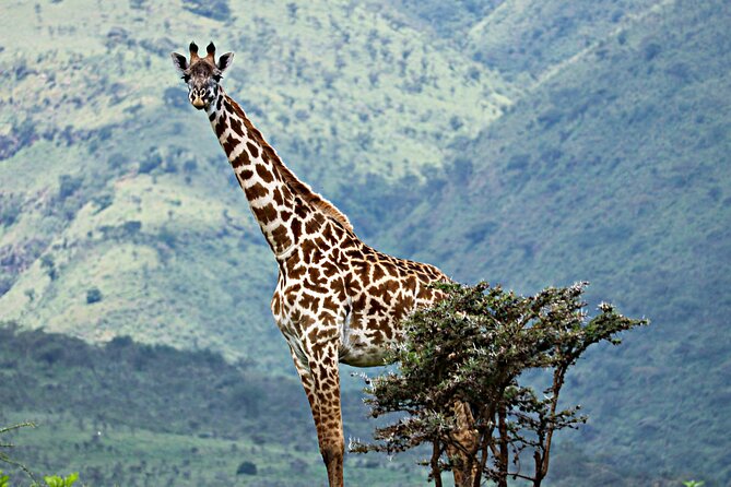 The Best 4 Days Serengeti & Ngorongoro Private Mid-range Safari - The private format and who will like it