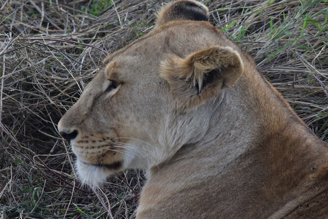 The Best and Most Affordable 4-Day Tanzania Budget Private Safari - Day 4: Final game drive and return to Arusha