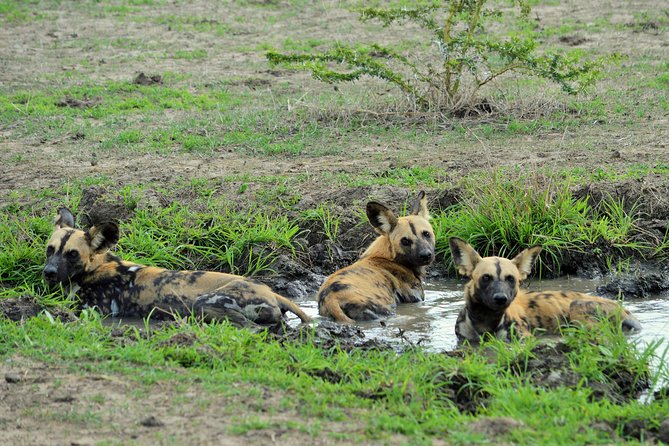 The best Selous 1 day safari from Zanzibar - The 6:45 a.m. game drive in Nyerere