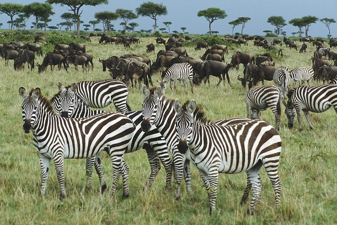 The best Selous 1 day safari from Zanzibar - What you might see, and what not to expect