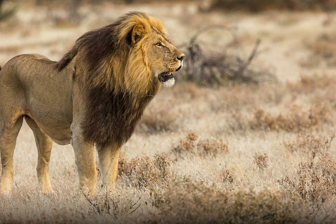 The best Selous 1 day safari from Zanzibar - The final drive and 4:15 p.m. flight