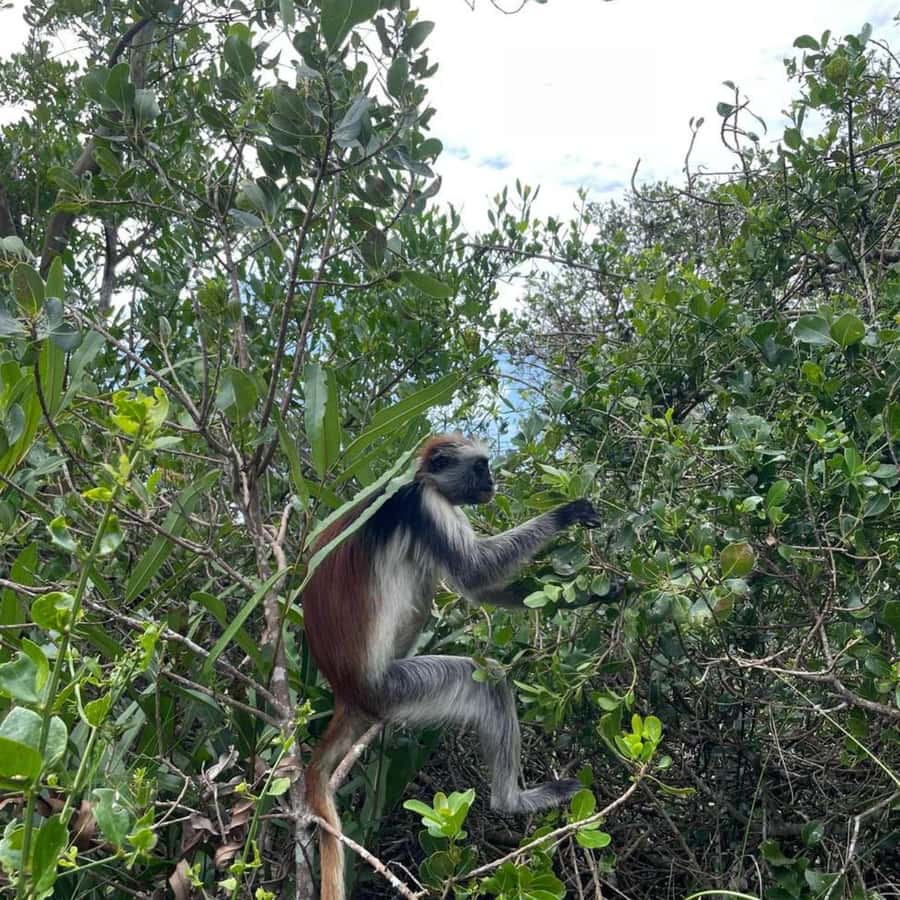 THE GREEN TOUR: Jozani Forest & Mangrove Kayaking Experience - Quick facts about the experience
