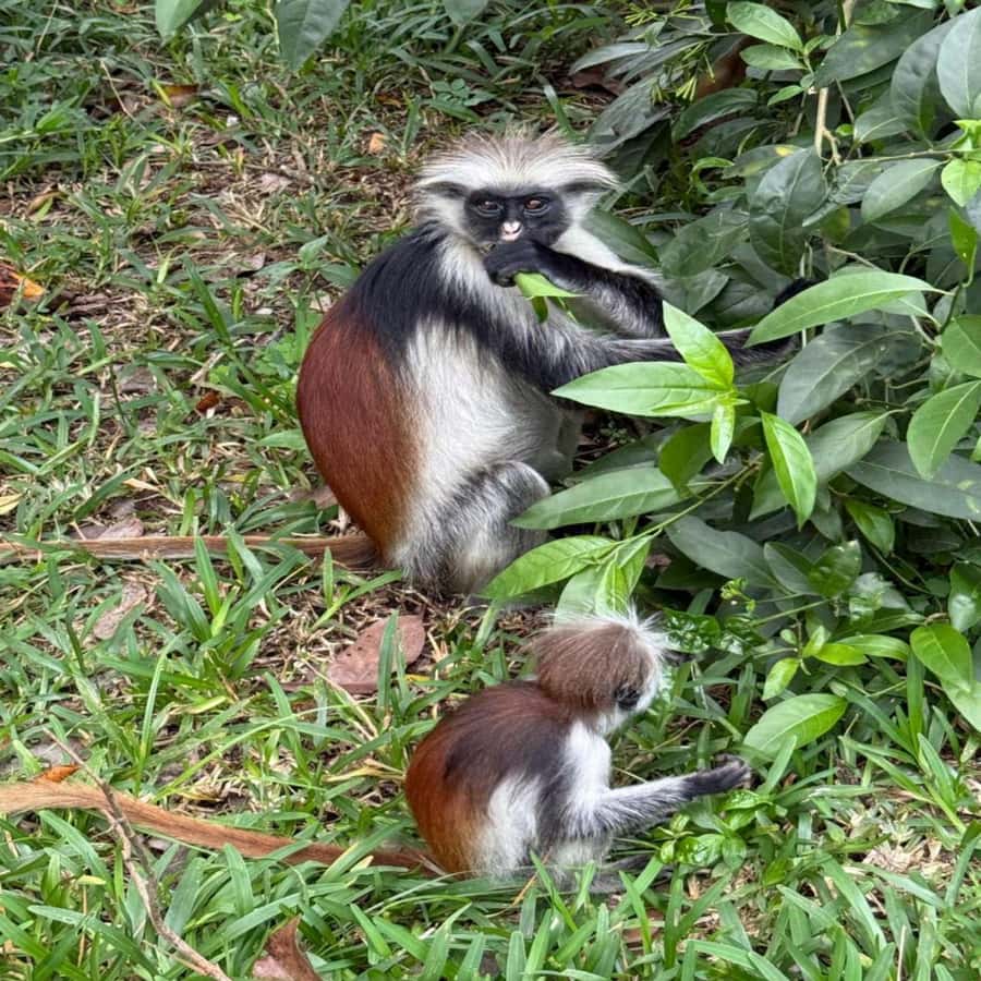 THE GREEN TOUR: Jozani Forest & Mangrove Kayaking Experience - Why this Zanzibar day works so well