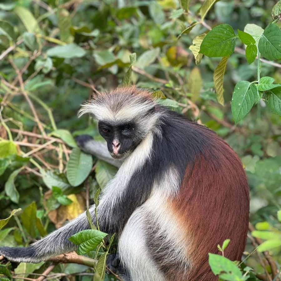 THE GREEN TOUR: Jozani Forest & Mangrove Kayaking Experience - Meeting village life on Uzi Island