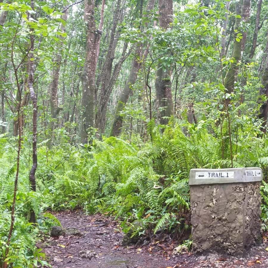 THE GREEN TOUR: Jozani Forest & Mangrove Kayaking Experience - Walking through Jozani Chwaka Bay National Park