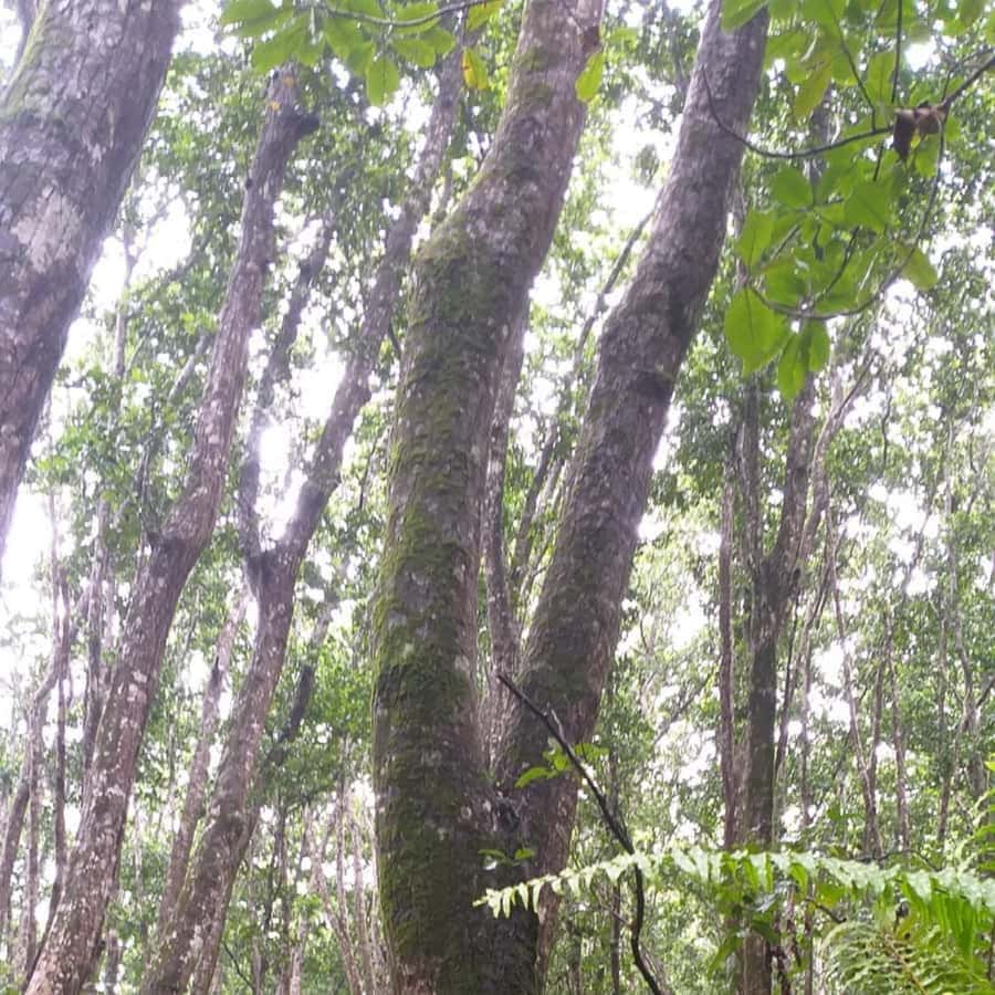 THE GREEN TOUR: Jozani Forest & Mangrove Kayaking Experience - Who should book this day