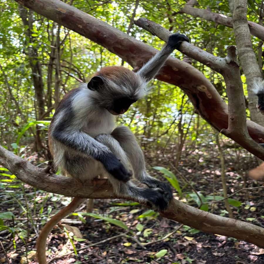 THE GREEN TOUR: Jozani Forest & Mangrove Kayaking Experience - Starting with the mangrove channels near Uzi Island