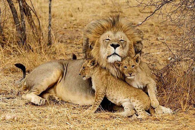 The Top Rated 6-Day Serengeti Budget Camping Safari in Tanzania - Day 4: Leaving the plains for Ngorongoro