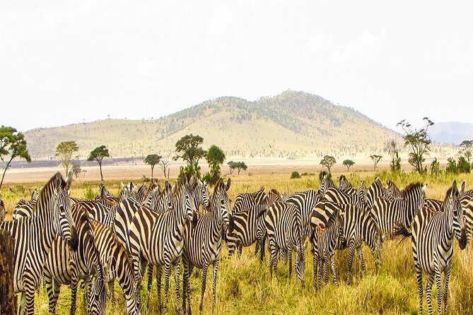 The Ultimate Guide for 2-Day Tanzania Safari from Mwanza - Day 1: The long road from Mwanza to Serengeti