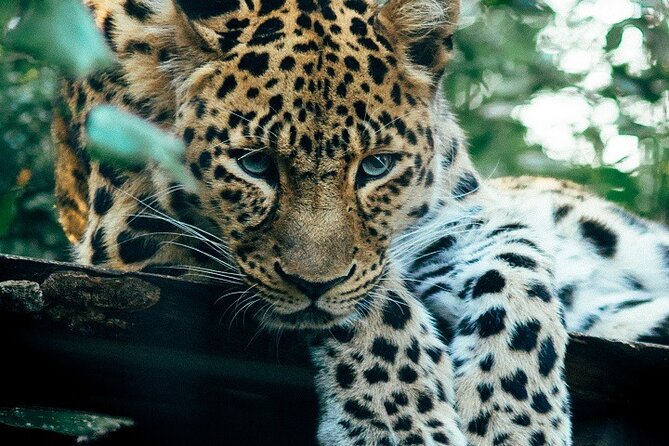 The Ultimate Guide for 2-Day Tanzania Safari from Mwanza - Day 2: Sunrise animals and the Seronera Valley