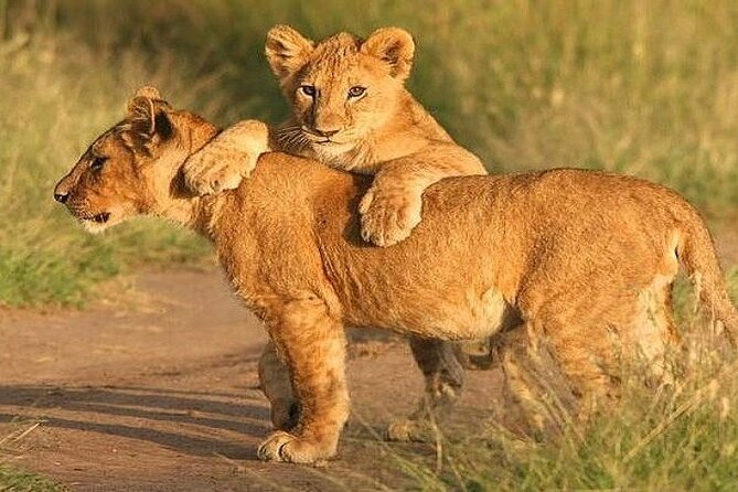 The World's Best 1 Day Tarangire Budget Group Safari From Arusha - Why Tarangire makes a strong one-day safari