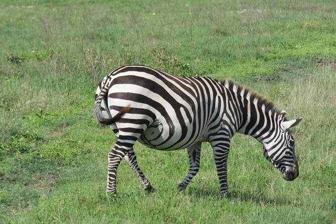 The World's Most Affordable 5-day Serengeti Budget Camping Safari - Why this route gives you a lot for $1,040