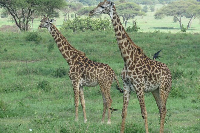 The World's Most Affordable 5-day Serengeti Budget Camping Safari - Day four: sunrise in Serengeti, then Ngorongoro