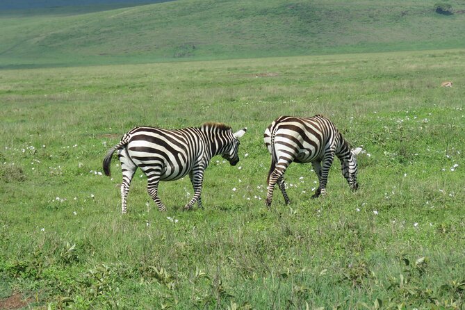 The World's Most Affordable 5-day Serengeti Budget Camping Safari - Day five: five hours inside Ngorongoro Crater