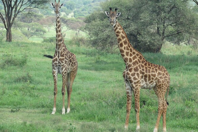 The World's Most Affordable 5-day Serengeti Budget Camping Safari - What camping is really like on this safari