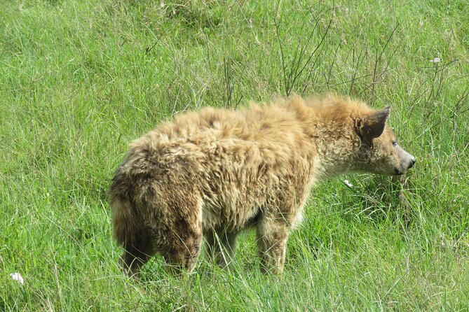 The World's Most Affordable 5-day Serengeti Budget Camping Safari - Day two: the long road to Central Serengeti