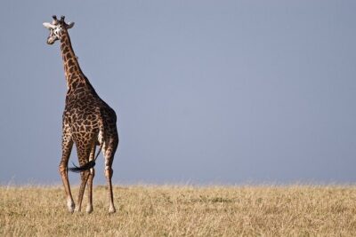 Top Best 5 Days Tanzania Luxury Safari to Serengeti