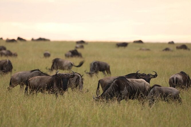 Top Best 5 Days Tanzania Luxury Safari to Serengeti - Day 5: Lake Manyara’s forest, water, and birds